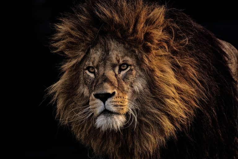 leone