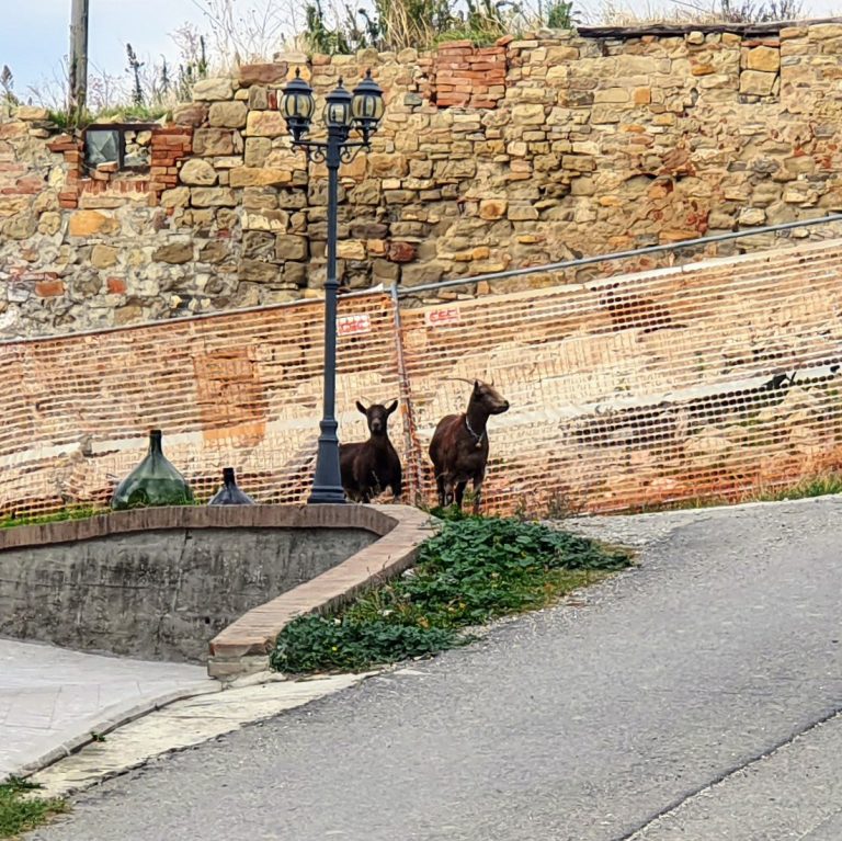 Strada vicinale ad uso privato: cosa fare per la manutenzione?