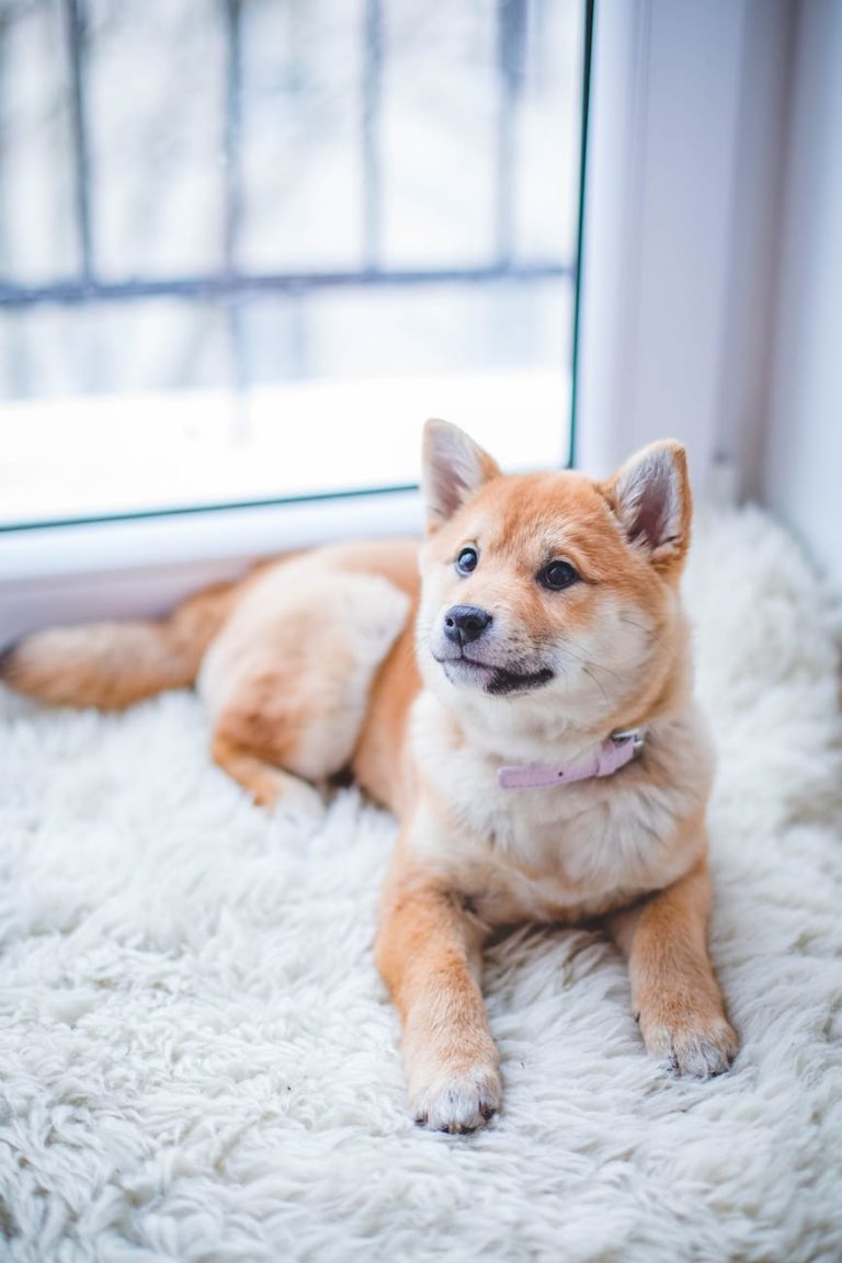 brown and white short coated puppy