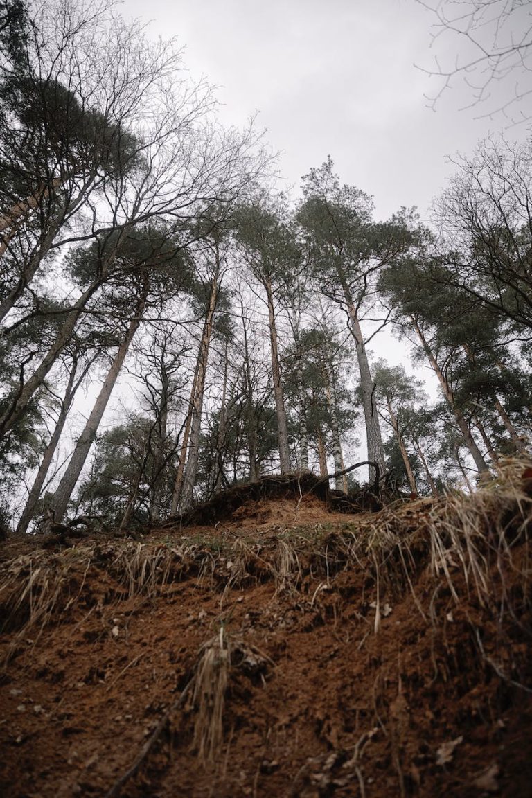 landslide in a forest