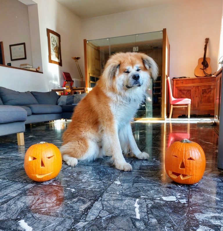 Buona festa delle zucche.